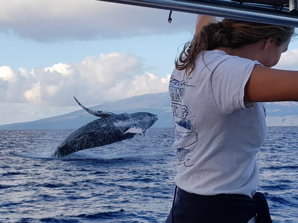 Why Go on Whale Watching Tours in Lahaina