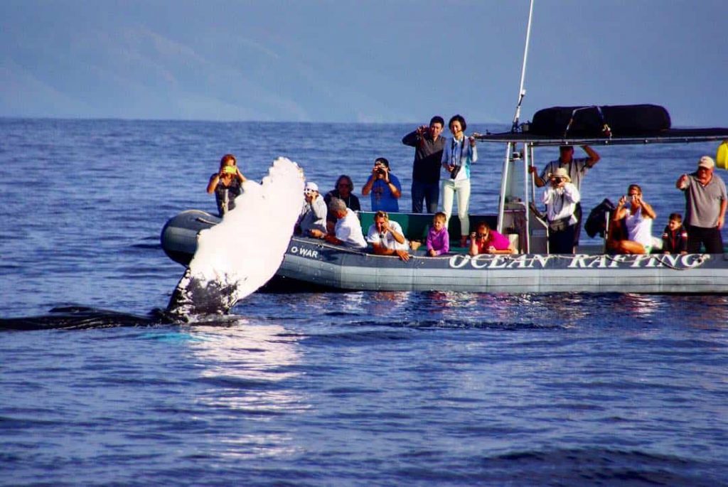 Is Whale Watching in Lahaina Worth It?