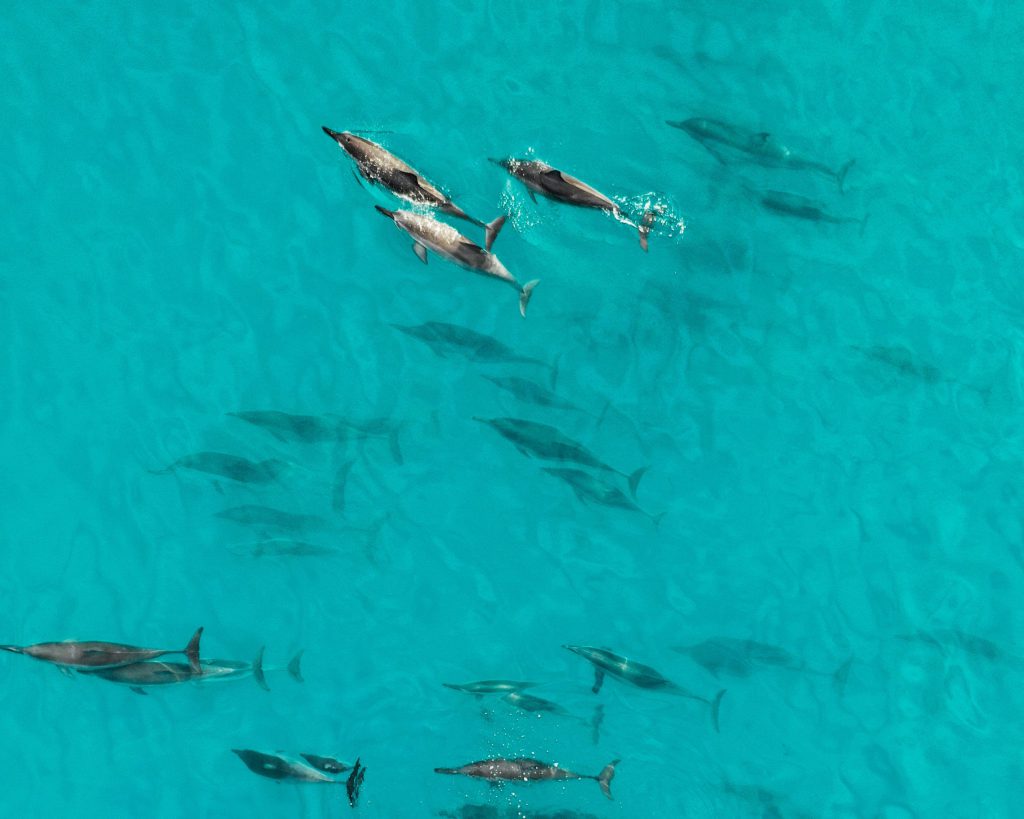 Maui Dolphin and Whale Sightings