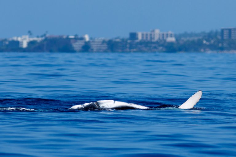 The Ultimate Guide To Whale Watching In Maui