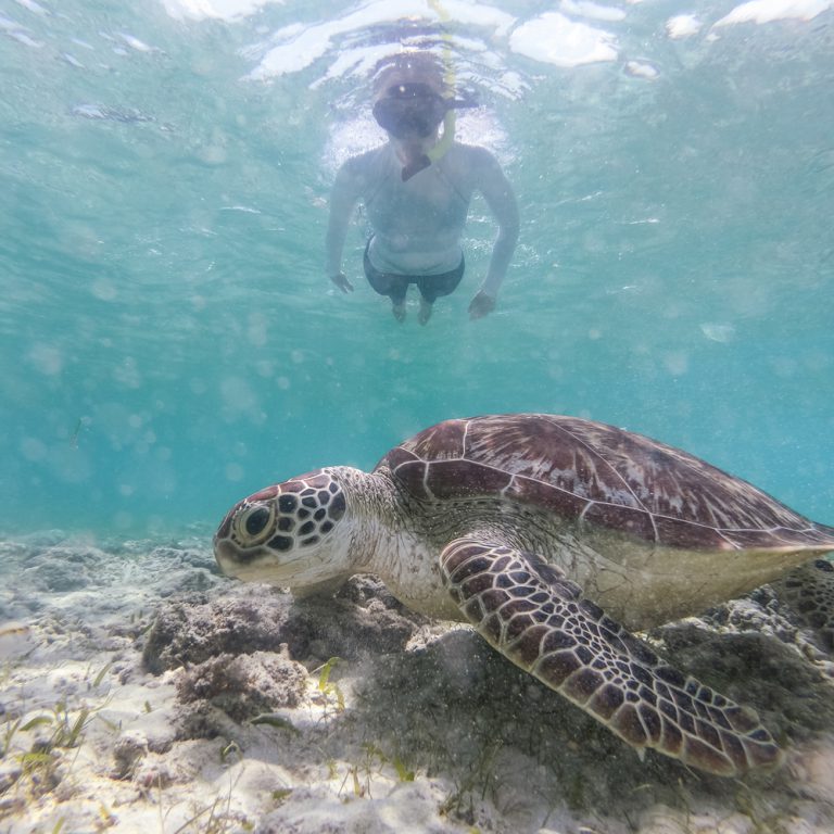 A Guide To Viewing The Turtles Of Maui