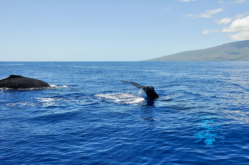 Why You Should Book A Whale Watching Tour Today