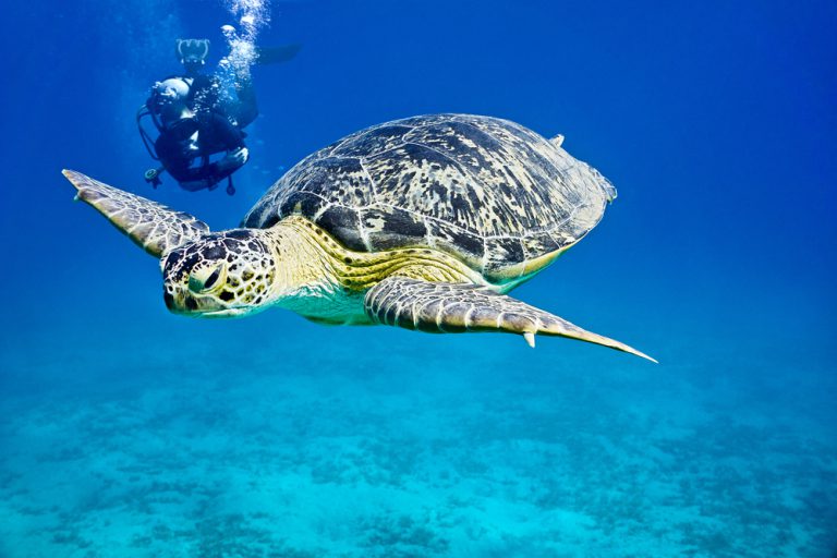 Exploring 4 Types Of Turtles Found In Hawaii
