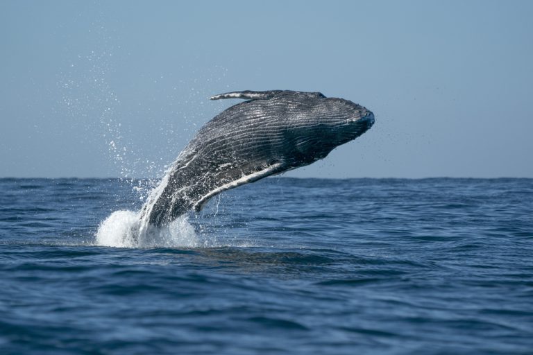 The Best Binoculars For Whale Watching In Hawaii: A Guide To Choosing The Right Pair