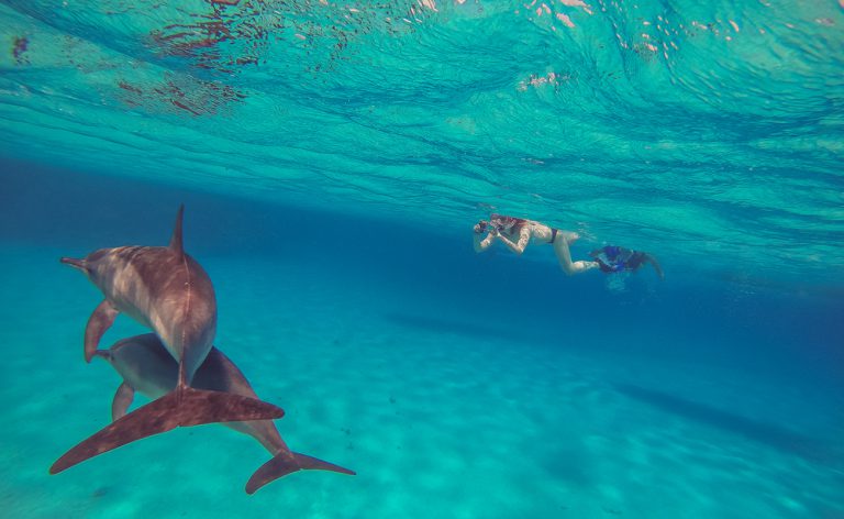4 Best Spots for Snorkeling and Dolphin Watching in Maui