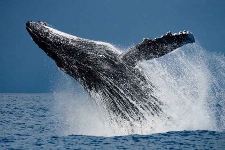 Unveiling The Top Whale Watching Destinations In Lahaina, Maui