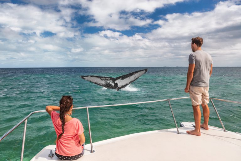 Is Whale Watching Safe? A Guide To Safe And Responsible Marine Adventures