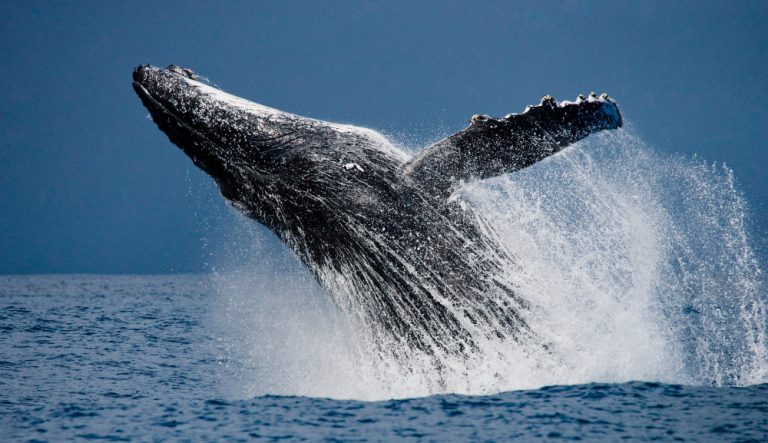 What To Wear When Whale Watching In Hawaii