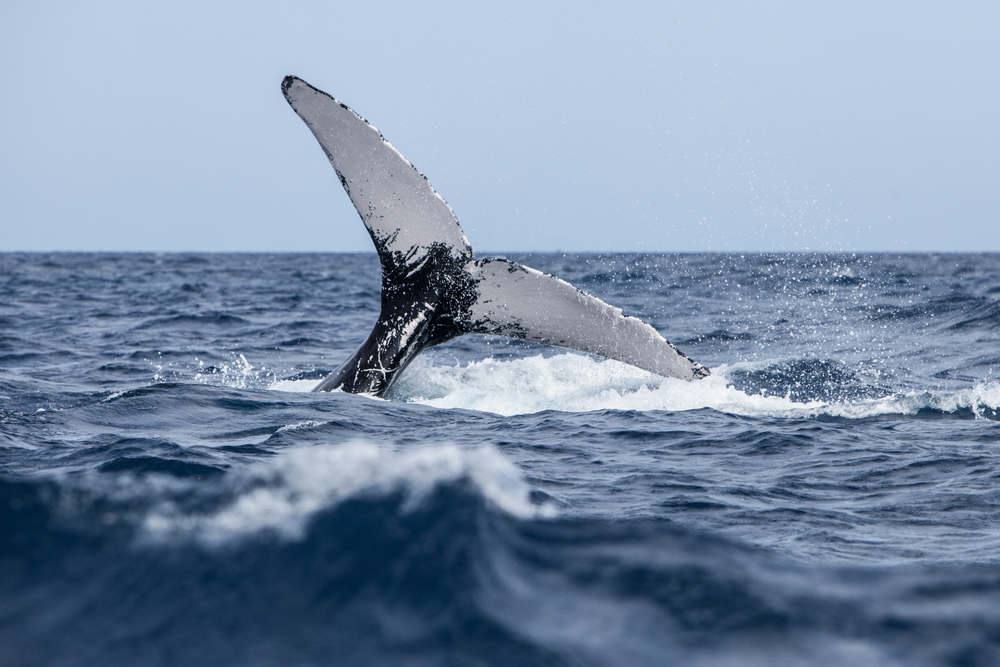 What Are The Best Spots For Whale Watching In Hawaii?