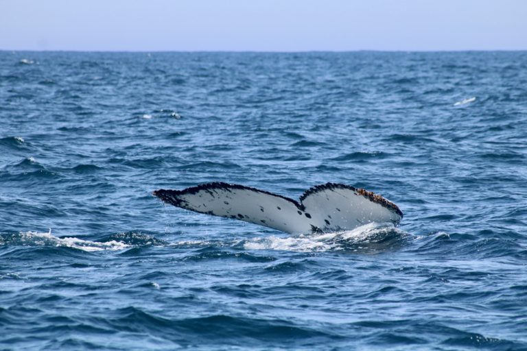 Best Time For Whale Watching In Hawaii: Sunset Or Daytime?