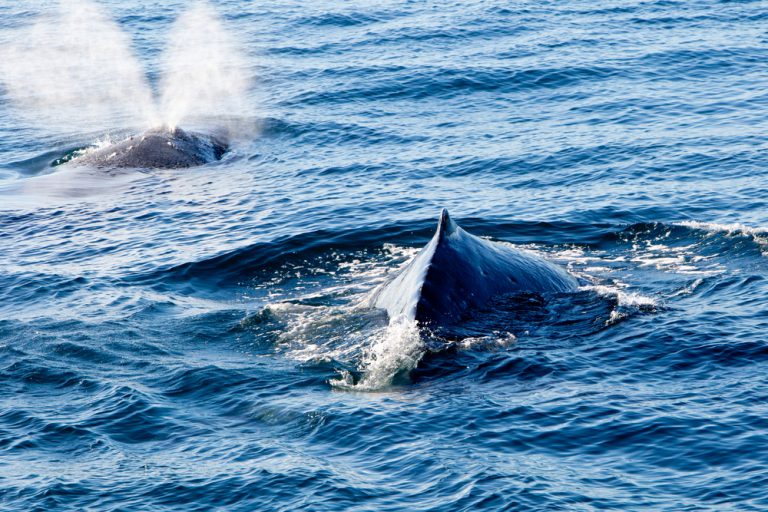 The Whale Migration In Hawaii: Witnessing A Natural Wonder