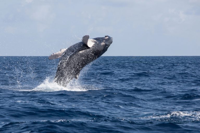 Booking A Whale-Watching Adventure In Hawaii: Tips And Tricks For A Memorable Experience