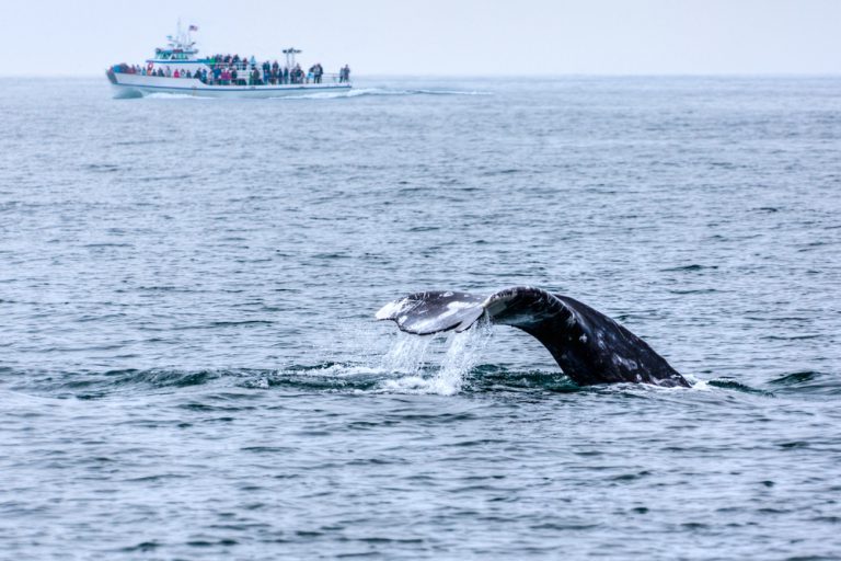 Whale Watching In Maui: Answering 3 FAQs For Planning Your Adventure
