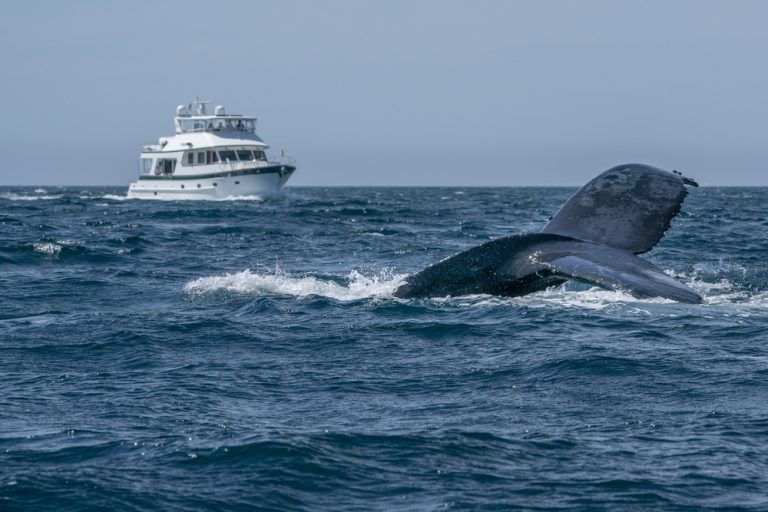 What To Expect On A Whale-Watching Cruise In Hawaii