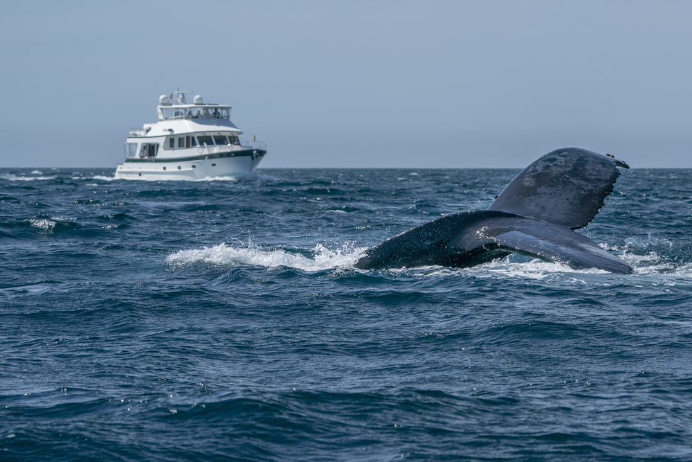 What To Expect On A Whale-Watching Cruise In Hawaii