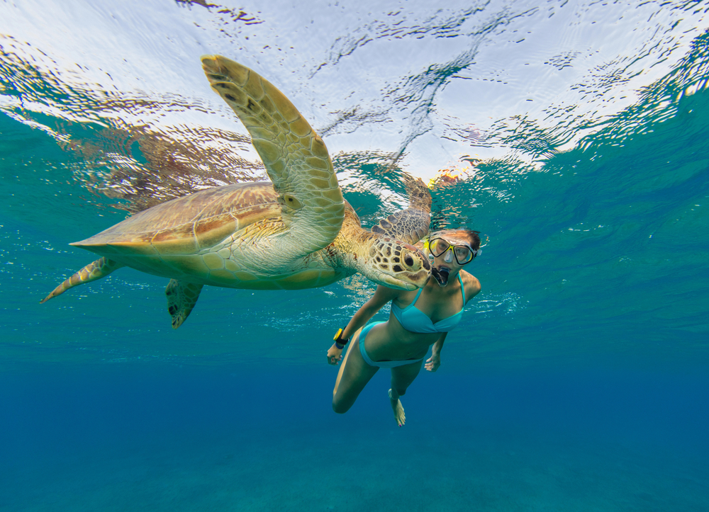 Snorkeling With Turtles In Maui: The Ultimate Guide