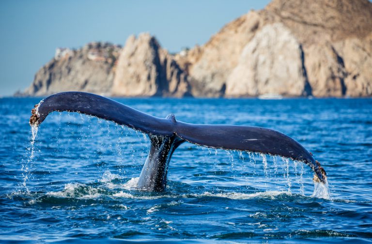 Can You Do Whale Watching From Maui’s Shore?