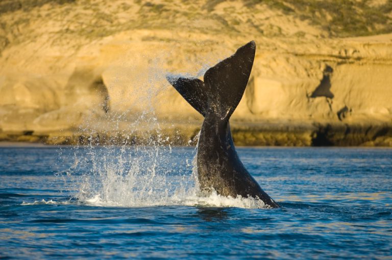 Is Maui Whale Watching Worth It? Here’s What to Expect