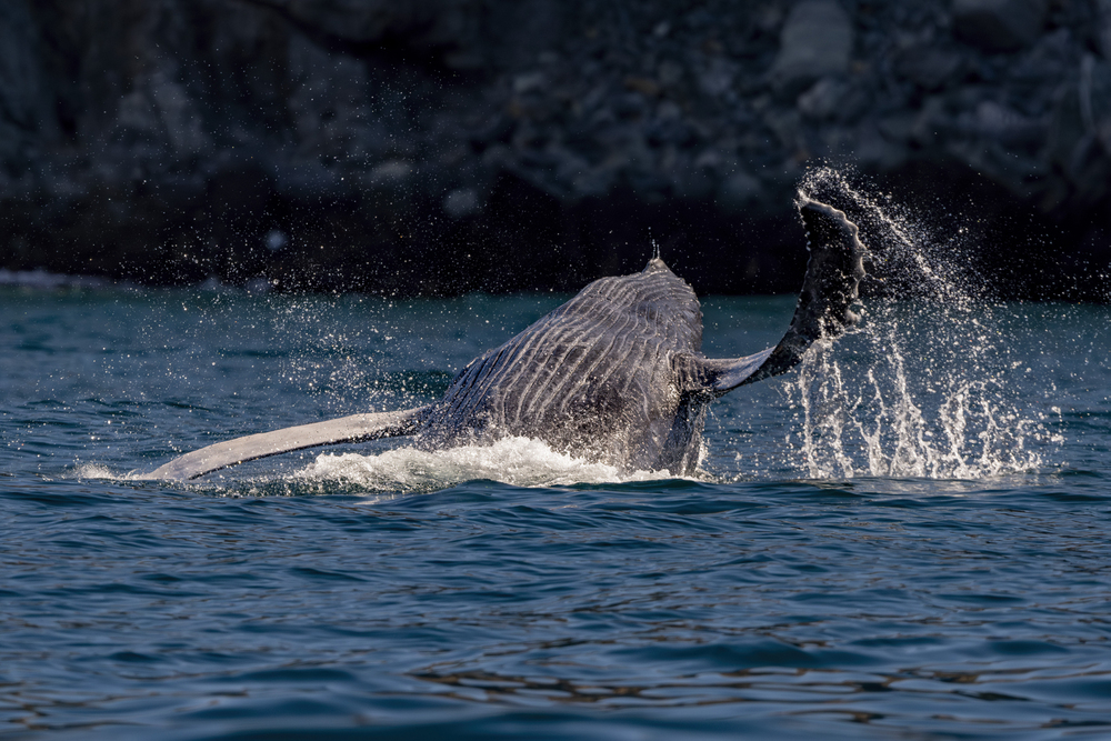 Whale Watching In Hawaii: Why Lahaina Tops the List