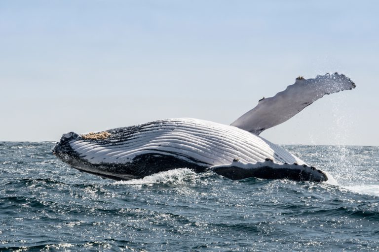 Wondering How to Spot Whales in Hawaii? Read This!