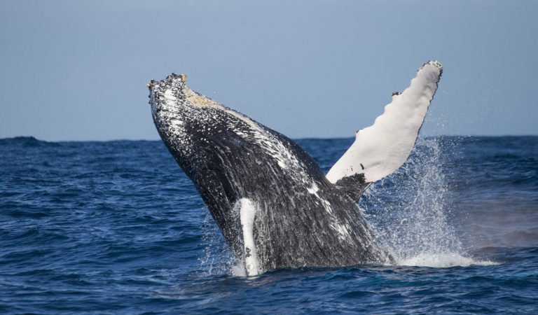 6 Fascinating Facts About Maui Whale Watching Adventures