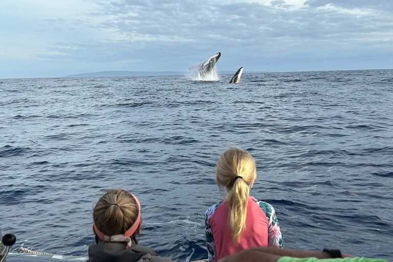 Kauai Vs. Maui Whale Watching: Where’s The Better Spot?