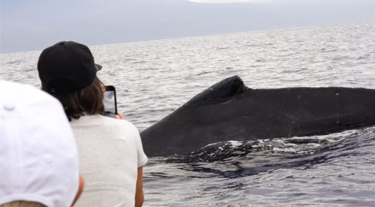 What To Bring On A Whale Watching Trip In Maui