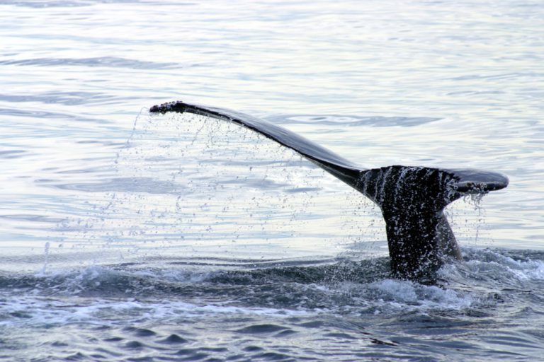 Can You Still Enjoy Whale Watching On A Rainy Day?