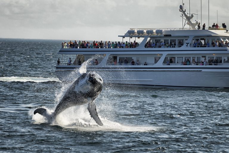 How Long Is A Whale Watching Trip In Maui?