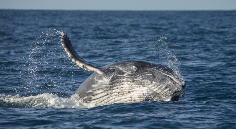 How To Plan A Maui Whale Watching Trip In December