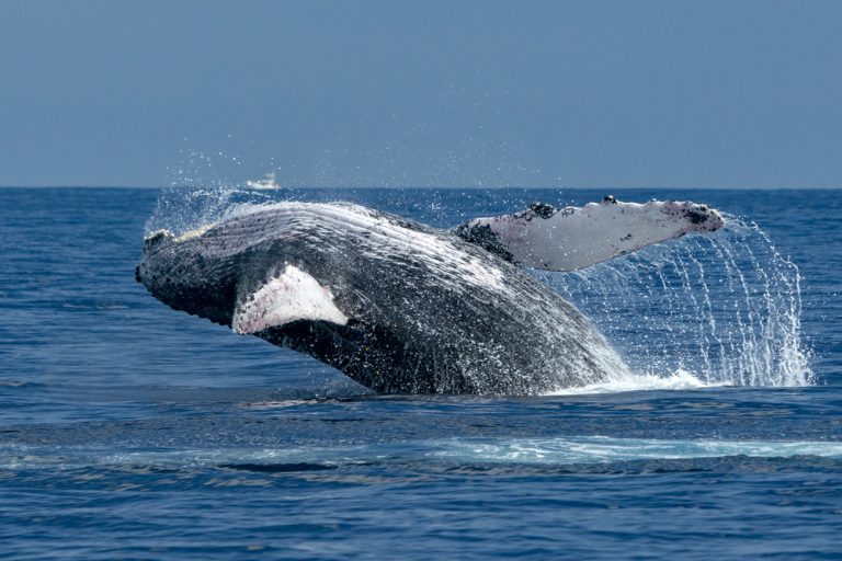What Is The Best App For Whale Watching?