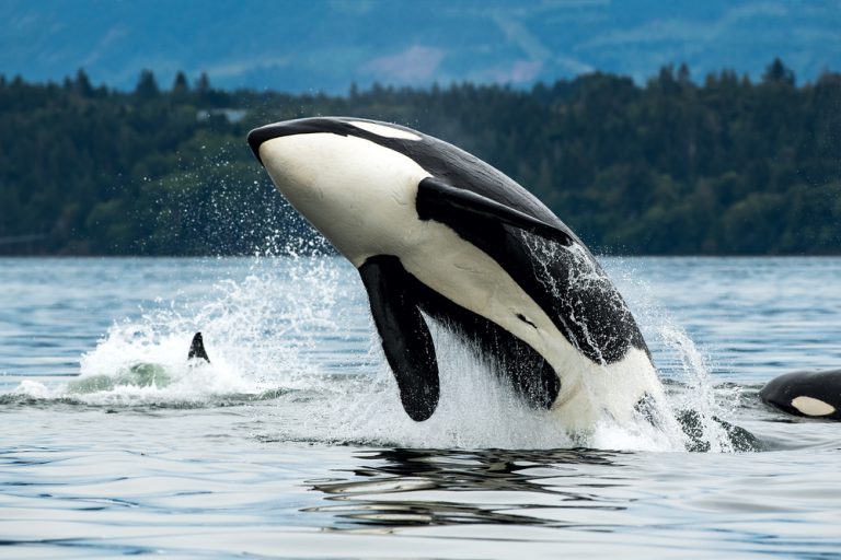 Are There Killer Whales In Hawaii?