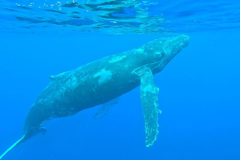 Humpback Whale Migration 101