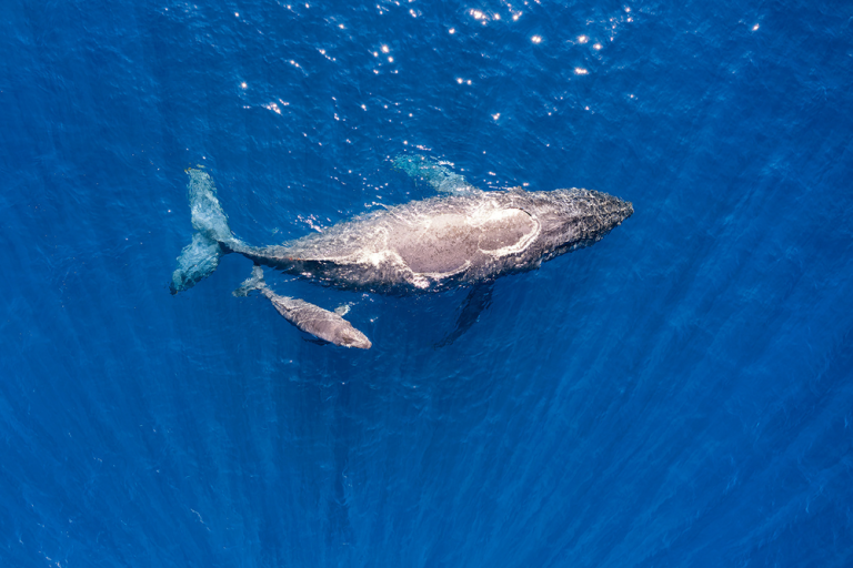 Sperm Whale In Hawaii: All You Need To Know