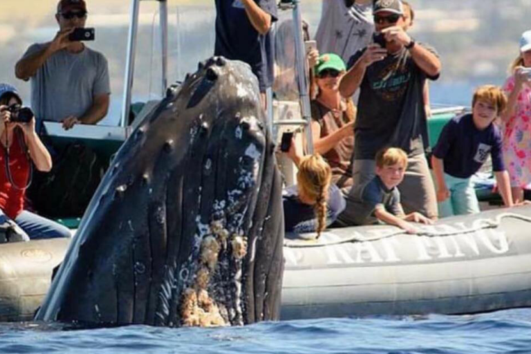 Whale Surfacing Behaviors That Are Totally Cool To Watch
