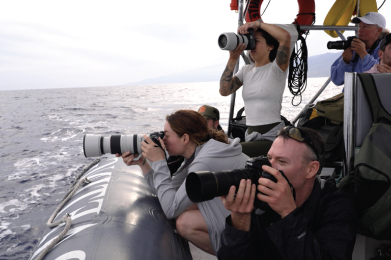 What To Know Before You Dive: Whale Shark Encounters In Hawaii