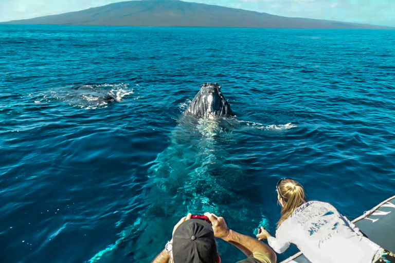 Why Do Whales Migrate To Hawaii?