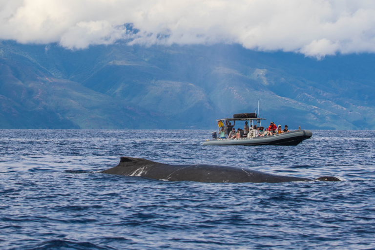 Consider Whale Watching In Maui In February