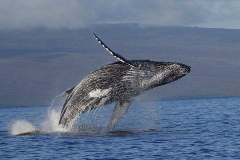 The Cultural Significance Of Whales In Hawaii