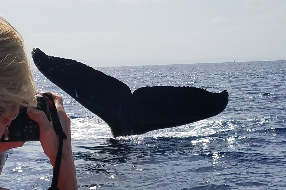 What You Need To Know About Private Whale Watching Charters In Maui