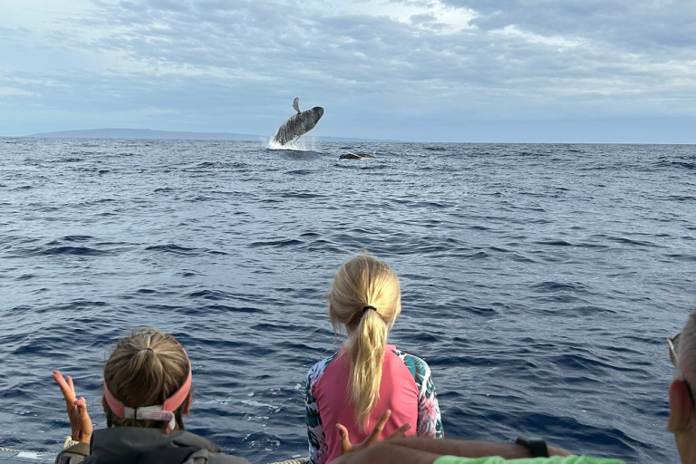 Why Eye-Level Whale Watching In Maui Is Recommended