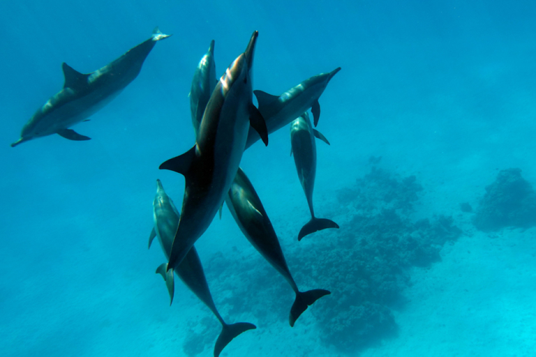 6 Facts About Spinner Dolphins In Hawaii
