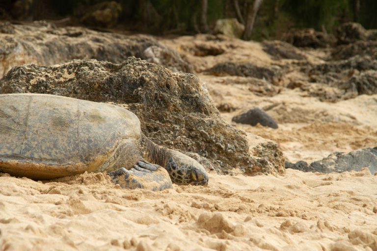 6 Wild Animals You Can See In Maui, Hawaii