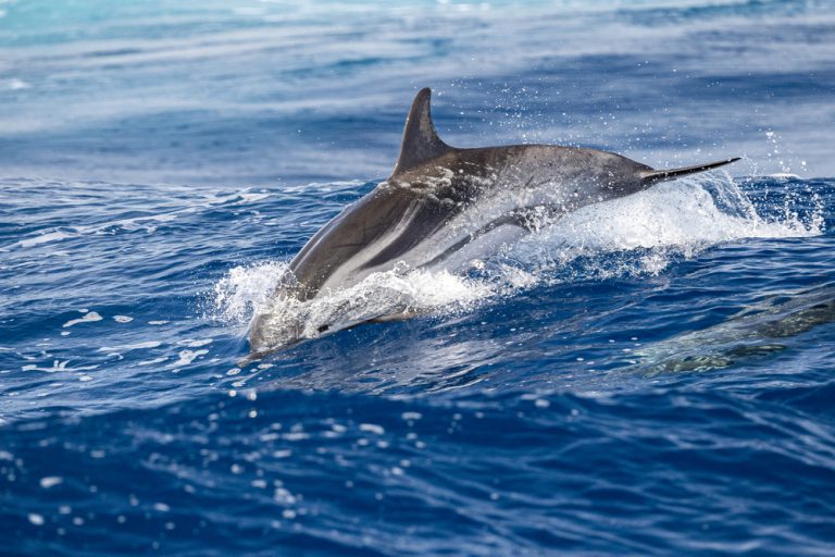 When Is The Best Time To See Dolphins In Maui?