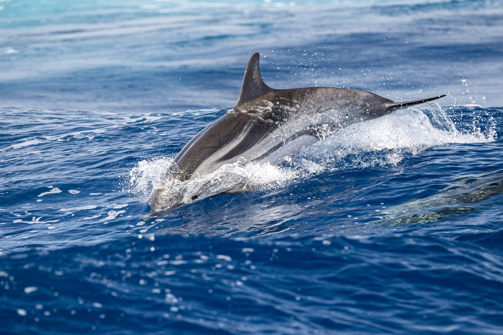 When Is The Best Time To See Dolphins In Maui?
