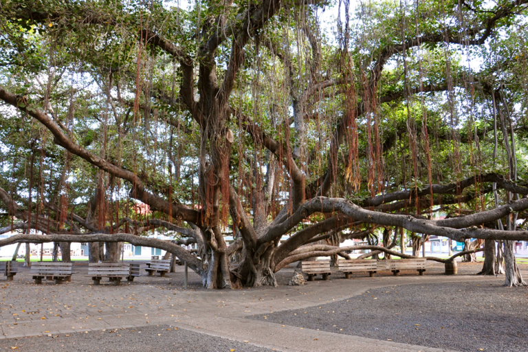 Can You Visit The Banyan Tree In Lahaina After The Fire?