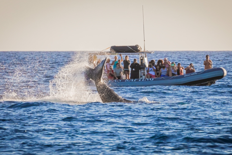 Can You Fly Drones Over Whales During A Tour?