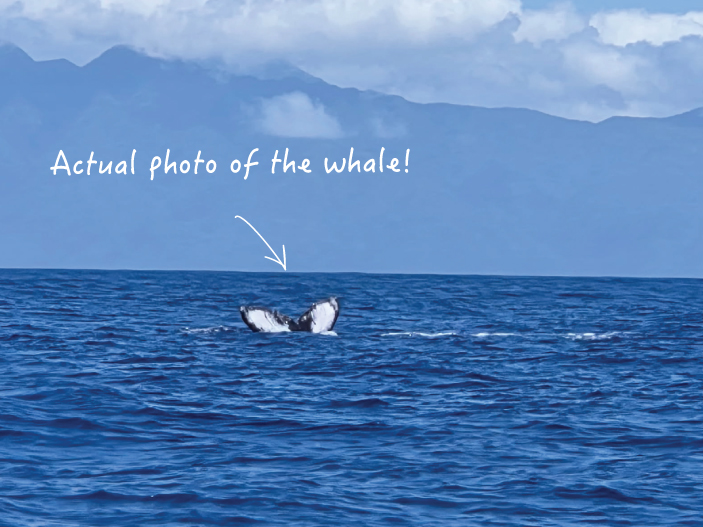 RARE Whale Sighting in July 2025 in Maui!