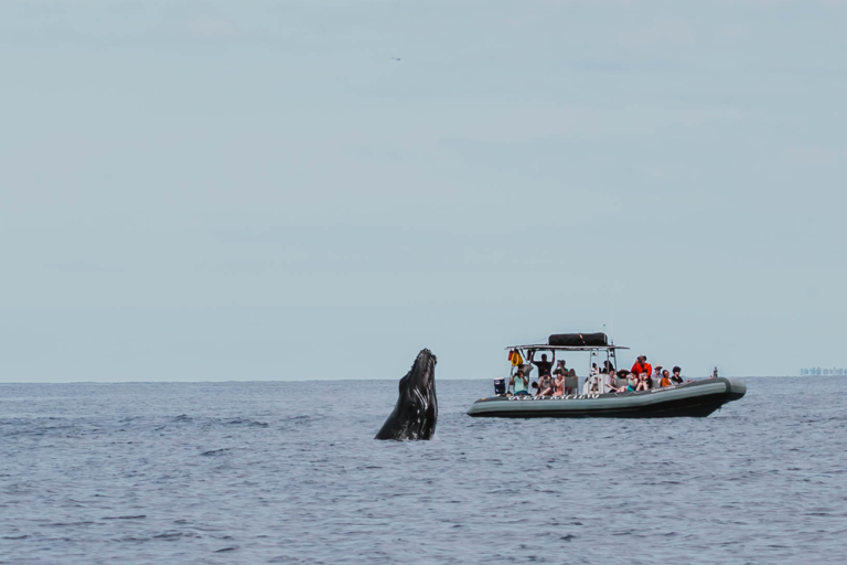 What To Consider When Booking Whale Watching Vacations