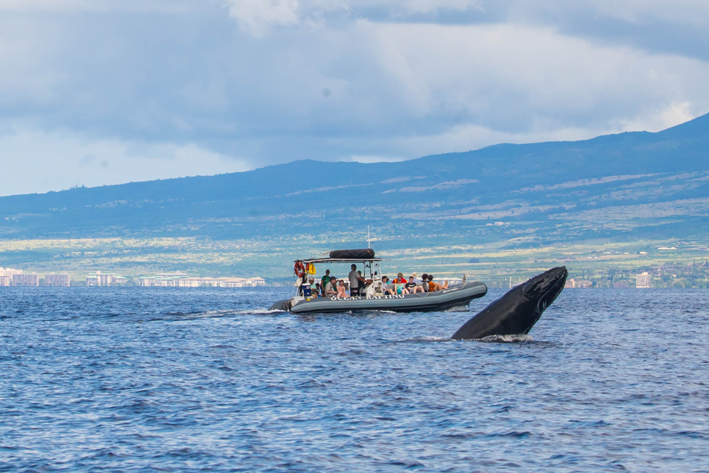 What To Expect From Maui Whale Watching In September